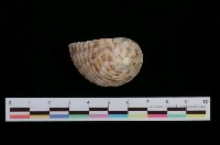 藏品(粗紋蜑螺)的圖片